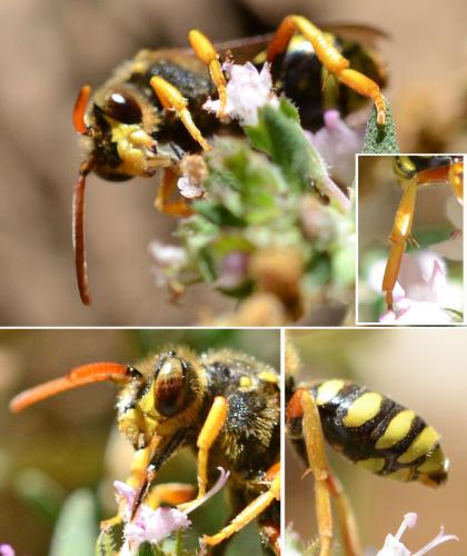 Réf. 239 193 : Nomada sexfasciata